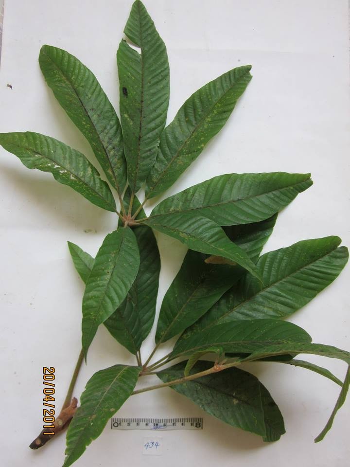 Huỷnh